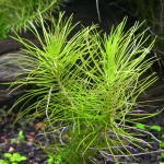 印度大松尾-缩略图-9