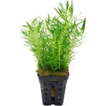 印度大松尾-缩略图-10