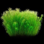 印度大松尾-缩略图-12