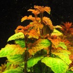 五彩薄荷-缩略图-1