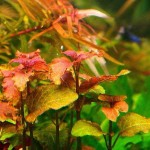 五彩薄荷-缩略图-2