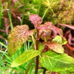 五彩薄荷-缩略图-3