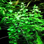 心叶水薄荷-缩略图-1