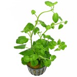 心叶水薄荷-缩略图-2