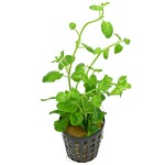 心叶水薄荷-缩略图-3