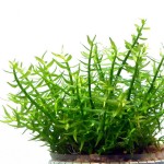 黏毛水八角-缩略图-2