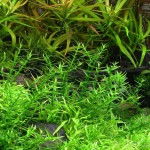 黏毛水八角-缩略图-6