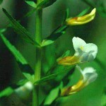 新疆水八角-缩略图-1