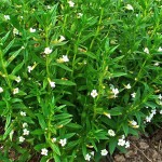 新疆水八角-缩略图-2