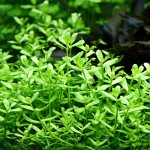 紧凑型对叶-缩略图-1