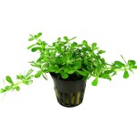 紧凑型对叶-缩略图-2