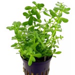 紧凑型对叶-缩略图-3