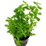 紧凑型对叶-缩略图-4