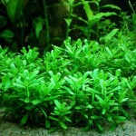 紧凑型对叶-缩略图-5