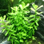 紧凑型对叶-缩略图-6