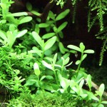 紧凑型对叶-缩略图-7