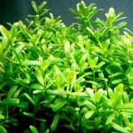 赛门耳草-缩略图-1