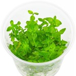 赛门耳草-缩略图-2