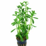 赛门耳草-缩略图-3