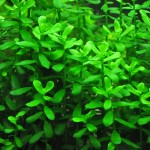 赛门耳草-缩略图-4