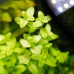 赛门耳草-缩略图-5