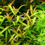 粉红头-缩略图-1