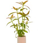 粉红头-缩略图-2