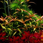 粉红头-缩略图-3