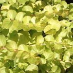 黄金钱草-缩略图-1