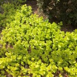 黄金钱草-缩略图-2