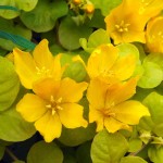 黄金钱草-缩略图-3