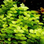 黄金钱草-缩略图-5