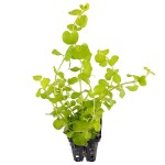 黄金钱草-缩略图-6