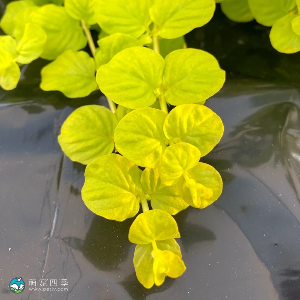 黄金钱草-7