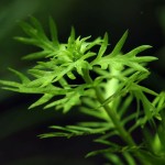 帕鹿雪花-缩略图-1