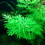 帕鹿雪花-缩略图-2