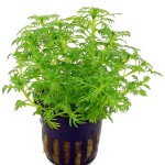 帕鹿雪花-缩略图-3