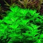 帕鹿雪花-缩略图-4