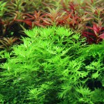 帕鹿雪花-缩略图-5