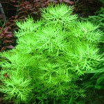 帕鹿雪花-缩略图-6