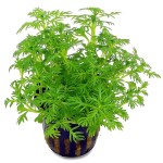 帕鹿雪花-缩略图-7