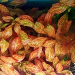 豹纹叶底红-缩略图-1