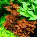 豹纹叶底红-缩略图-2