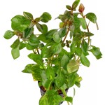 豹纹叶底红-缩略图-3