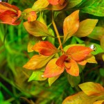 豹纹叶底红-缩略图-4