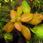 豹纹叶底红-缩略图-6