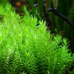 绿宫廷-缩略图-1