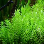 绿宫廷-缩略图-2