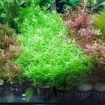 绿宫廷-缩略图-3