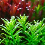 绿宫廷-缩略图-4